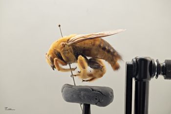Media type: image;   Entomology 810659 Aspect: habitus lateral view